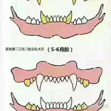 拉布拉多牙齿年龄图解图片