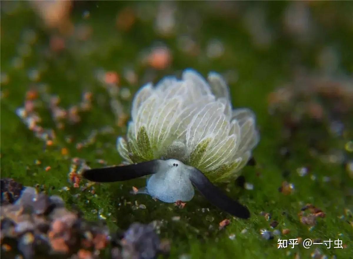 为了繁殖,可互换角色的海蛞蝓,其实是同类相食的凶残
