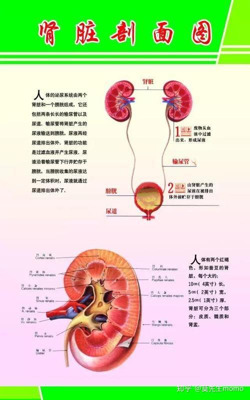 肾脏手抄报图片