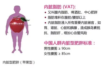 内脏脂肪是什么？应该如何缓解？