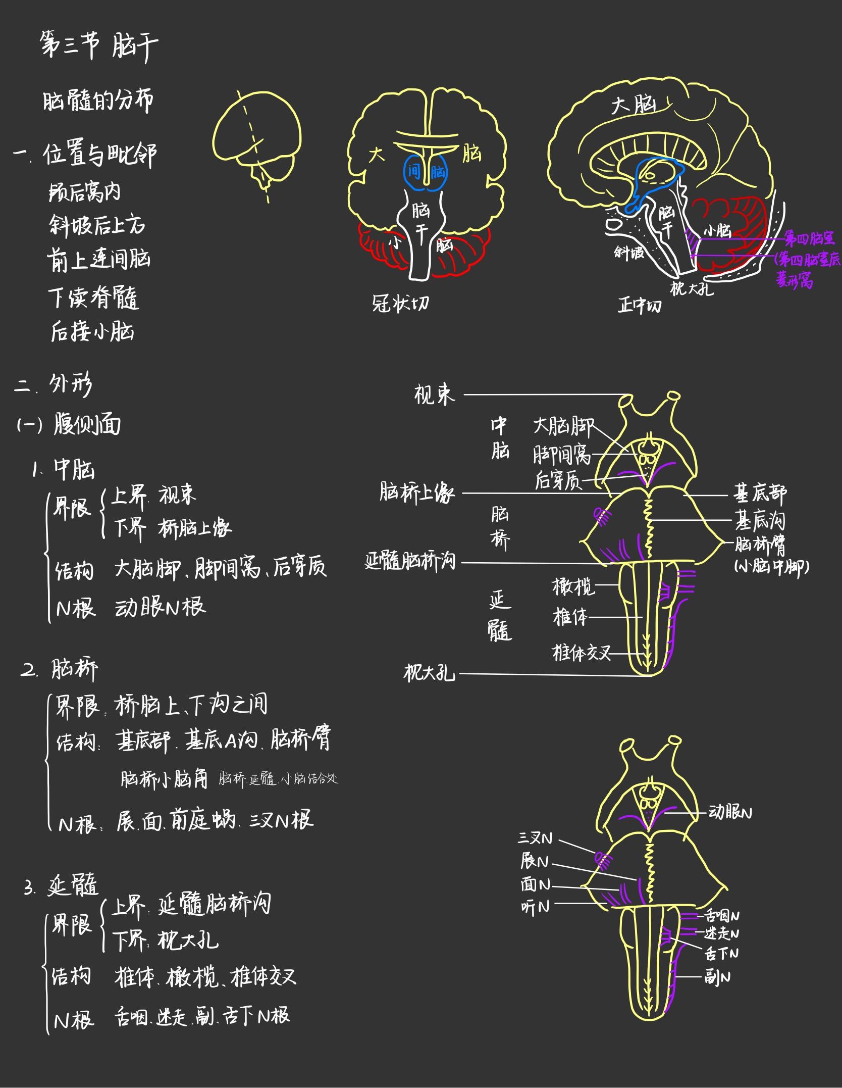 系统解剖学