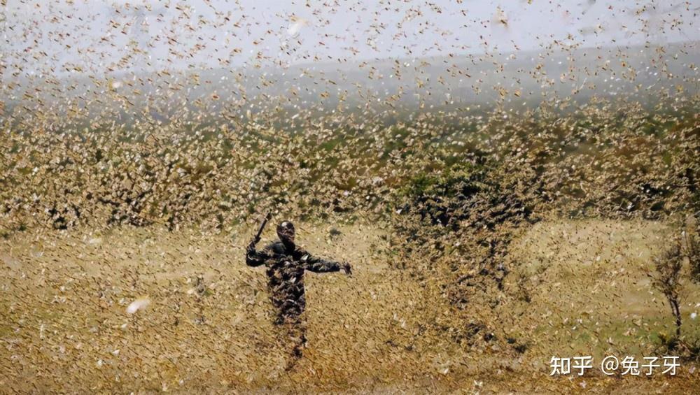 古代遭遇蝗灾时为何大家宁愿挨饿也不抓蝗虫吃说了你别不信