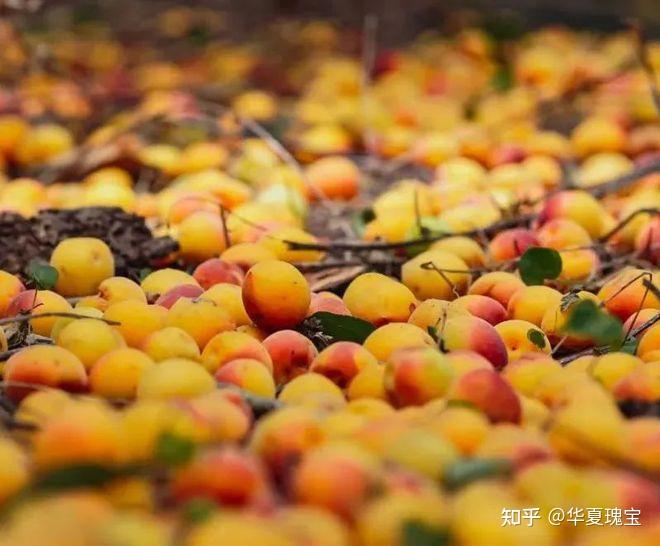 青梅,藏着中国人的极致浪漫 - 知乎