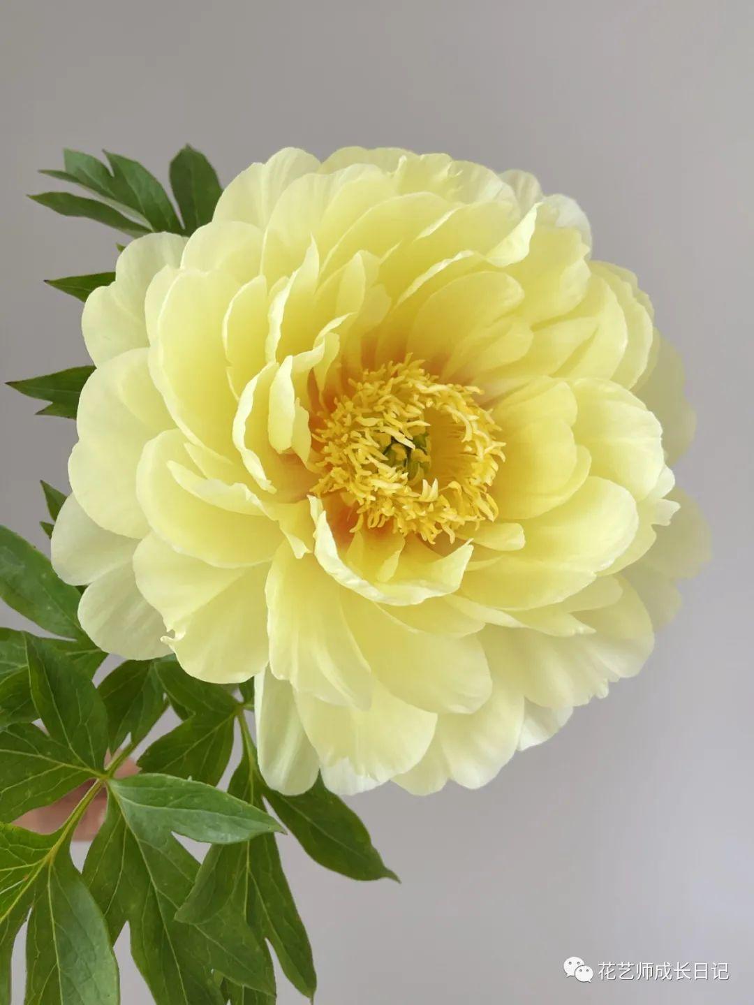 100朵芍药vol4巴茨拉芍药阳光洒下的光芒