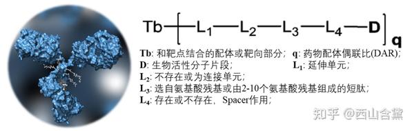 国内外知名企业ADC技术平台(第三期, 宜联生物&科伦博泰&映恩生物) - 知乎