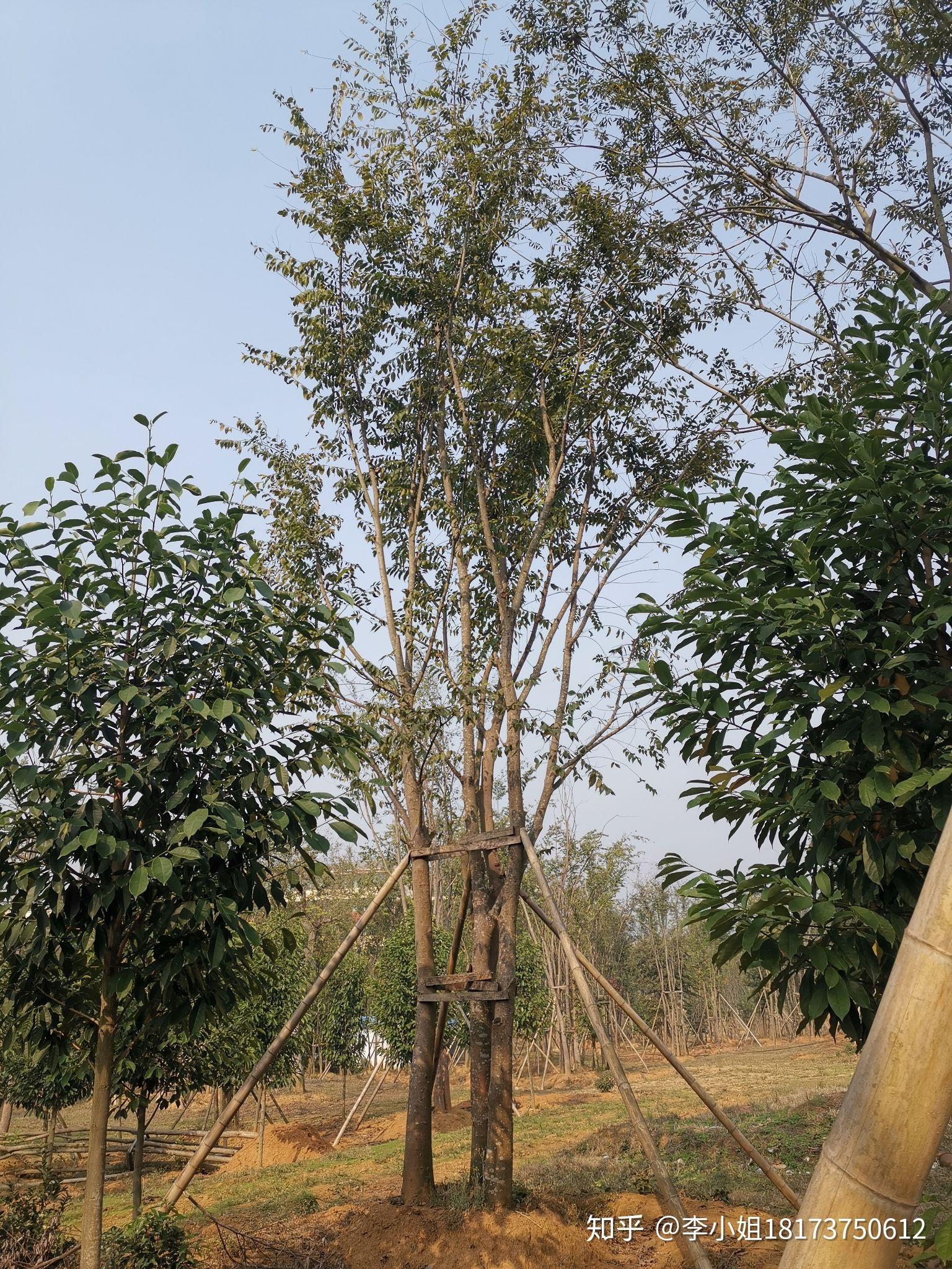 丛生朴树多杆朴树多头朴树湖南益阳绿青苗木拼种的现货跟原生多杆有