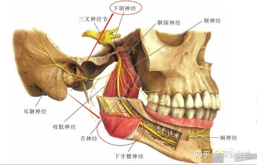 翼内肌的起止点及作用图片