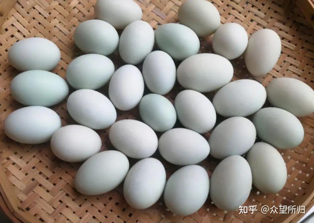 人造鸭蛋和真鸭蛋的区别 - 知乎