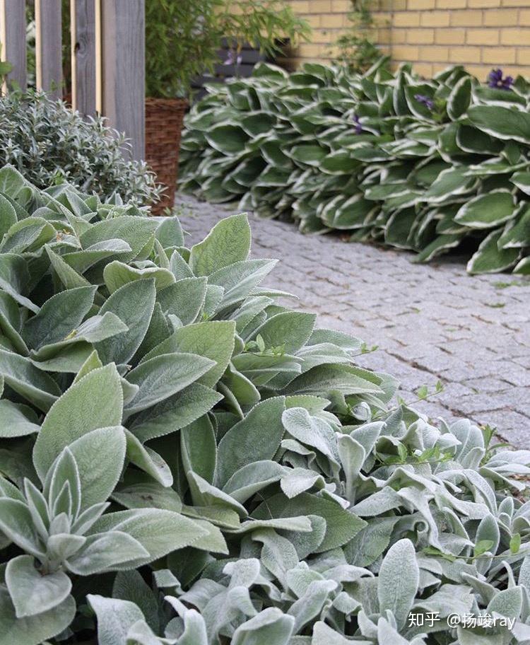 那些高级感十足的银色系植物