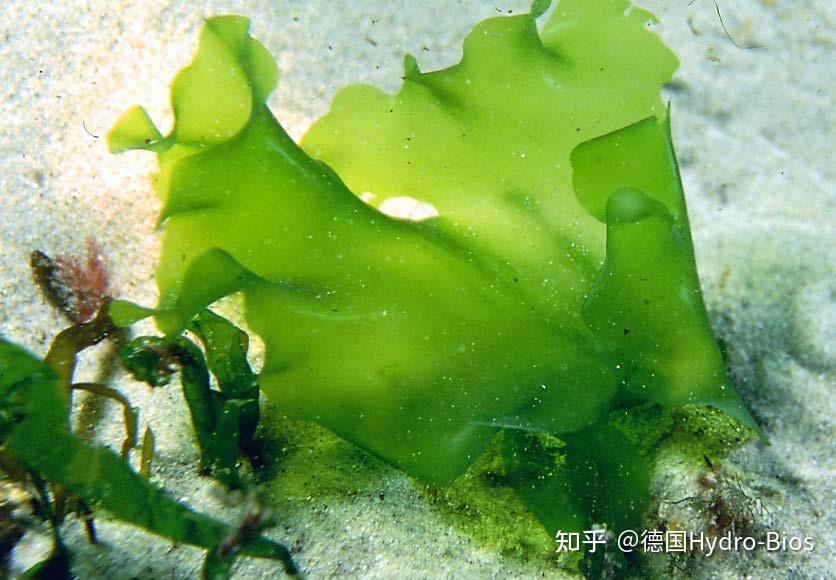 海洋底栖植物--海萝海洋底栖植物包括几乎全部大型藻类,例如海带,石莼