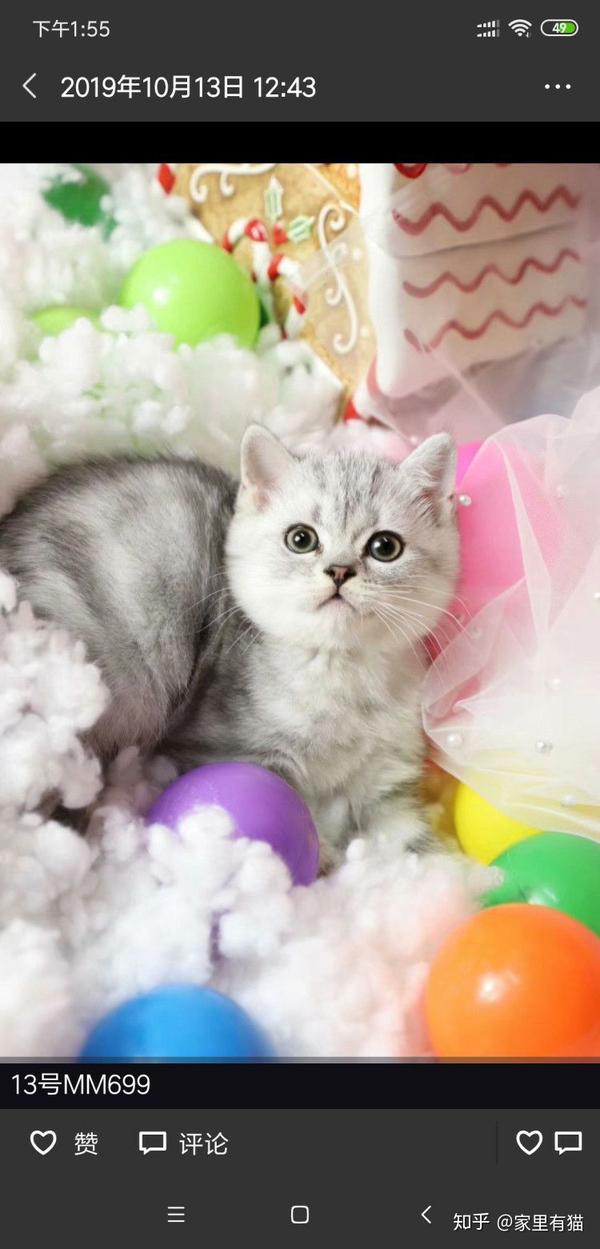 英短银渐层多少钱一只 银渐层猫图片价格及特点 桃丽网