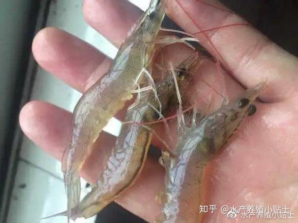 以上是畅畅总结的引起南美白对虾出现空肠空胃的原因,针对空肠空胃畅