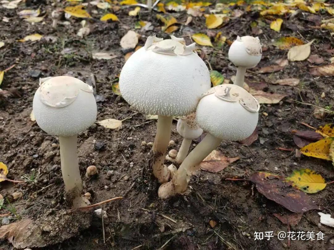 “红伞伞，白杆杆，吃了一起躺板板”---路边的野蘑菇你可别馋 - 知乎