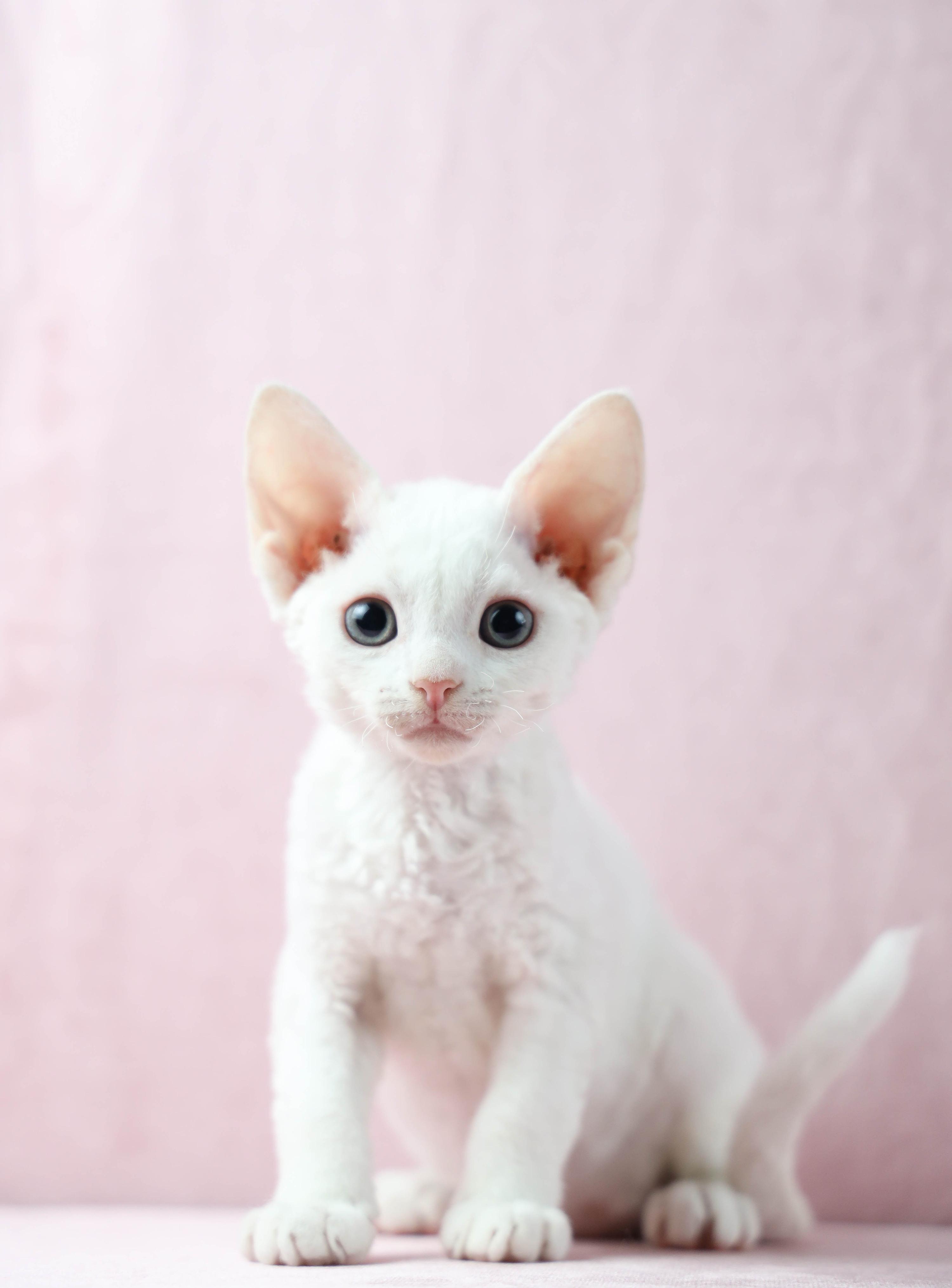 新手养猫 德文卷毛猫基本知识 知乎 新手养猫 德文卷毛猫基本知识 知乎