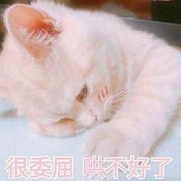 适宜他们吃的10款月饼所推荐，美味不贵！