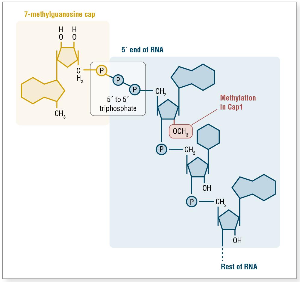 真核生物mRNA帽子结构图片