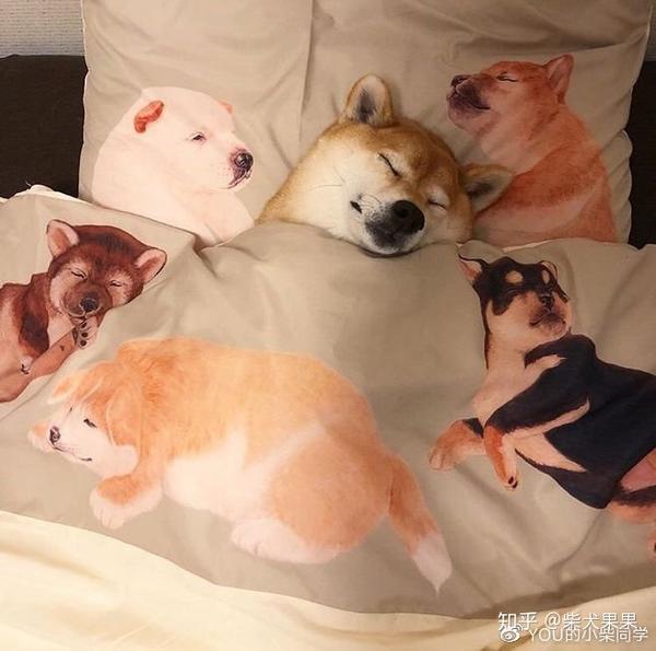 柴犬聪明吗 柴犬智商分析 知乎 柴犬聪明吗 柴犬智商分析 知乎
