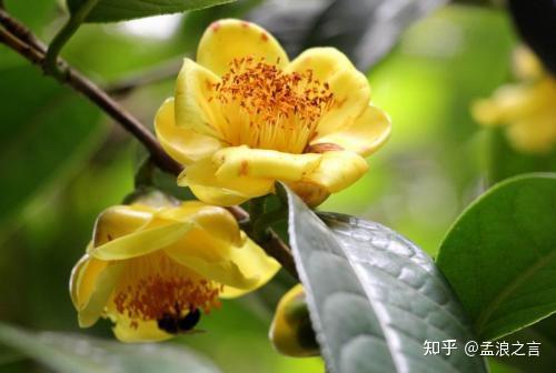 国家一级保护珍稀植物,享誉世界的茶族皇后:金花茶 - 知乎