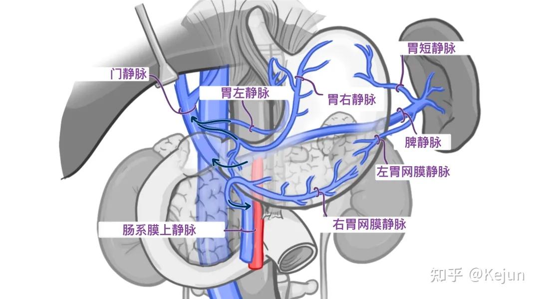 人体解剖学基础——腹部内脏篇(食道和胃) - 知乎