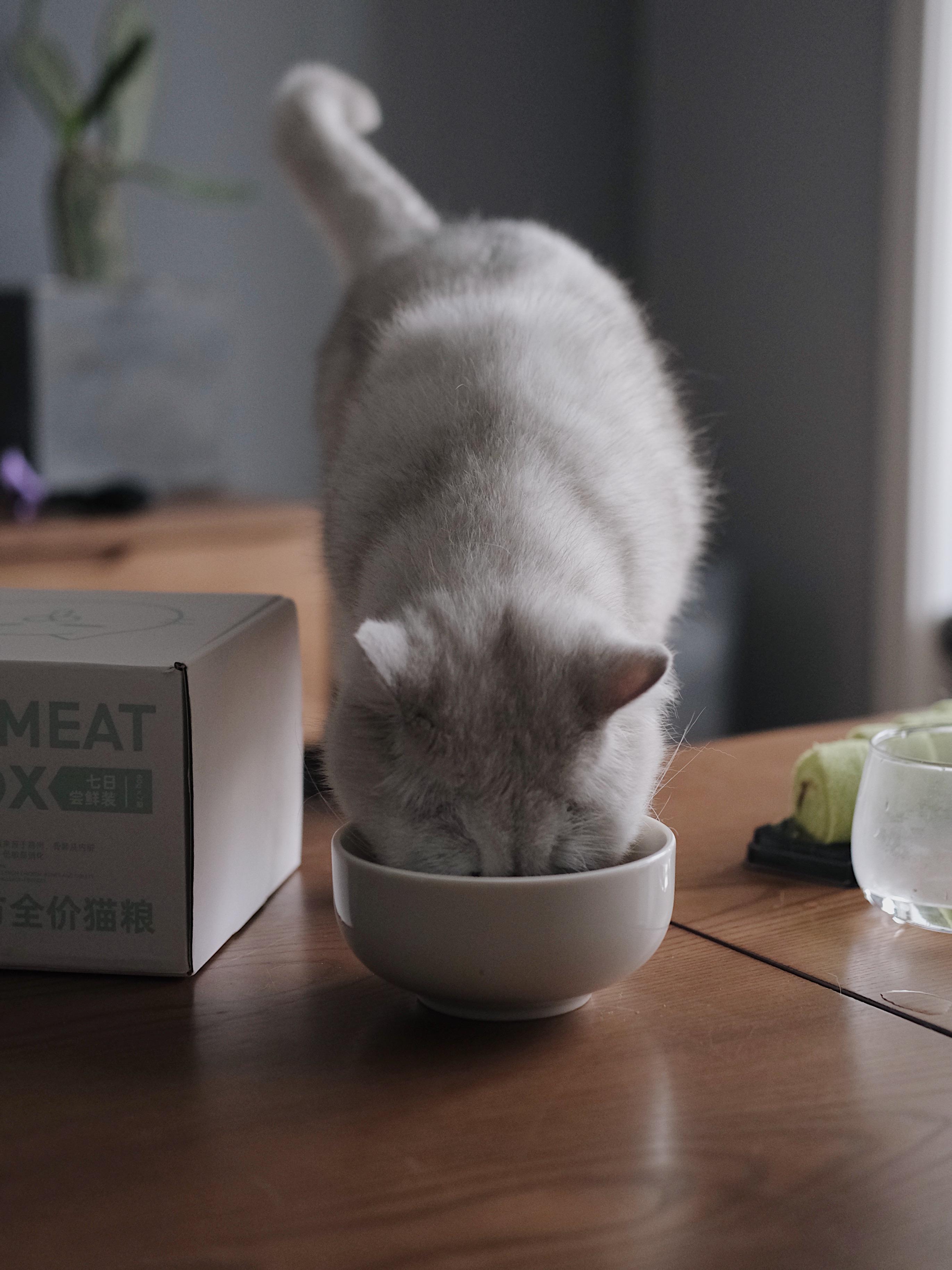 急猫饿死也不吃猫粮怎么办