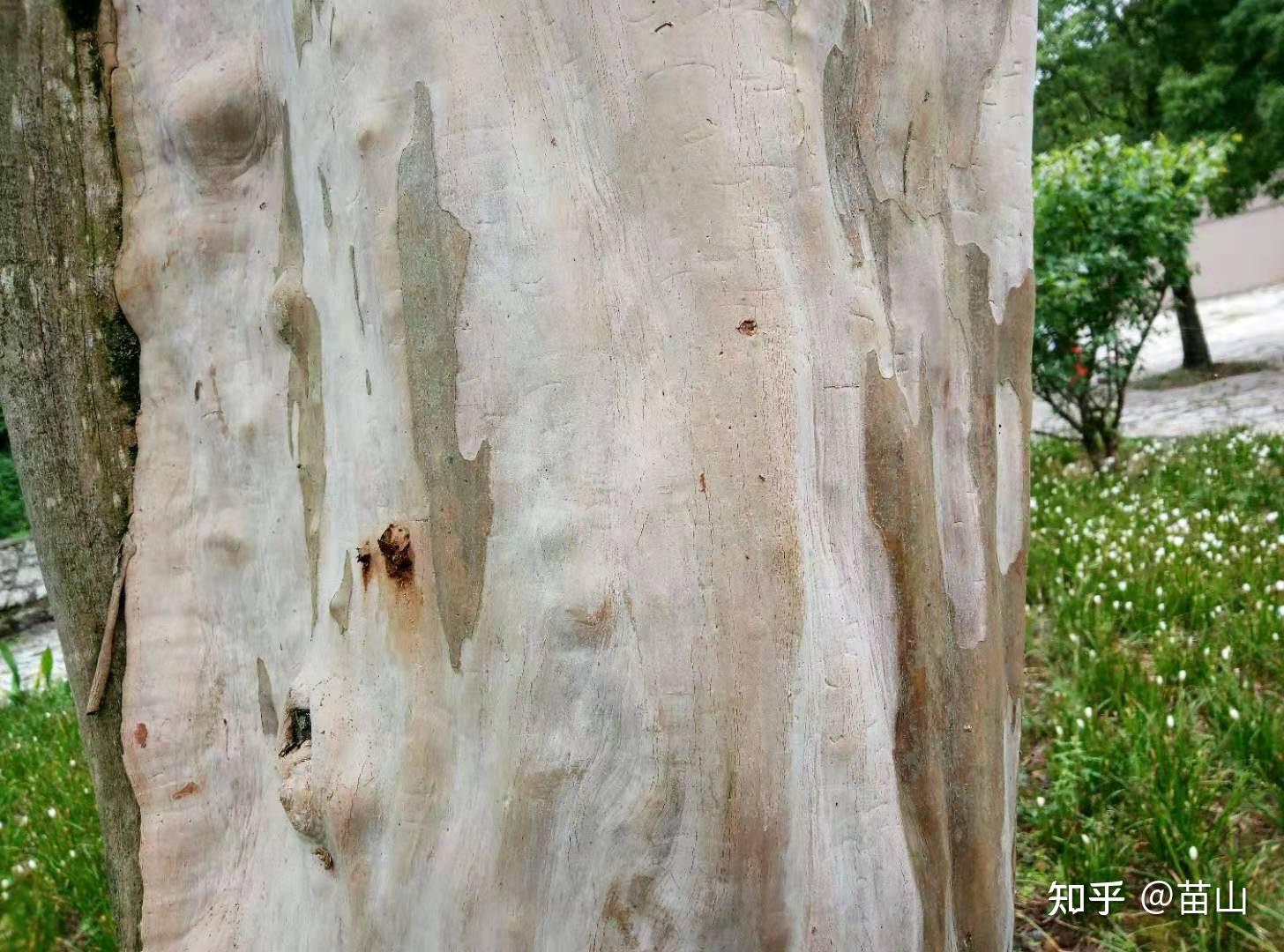 小小树皮调查员图片