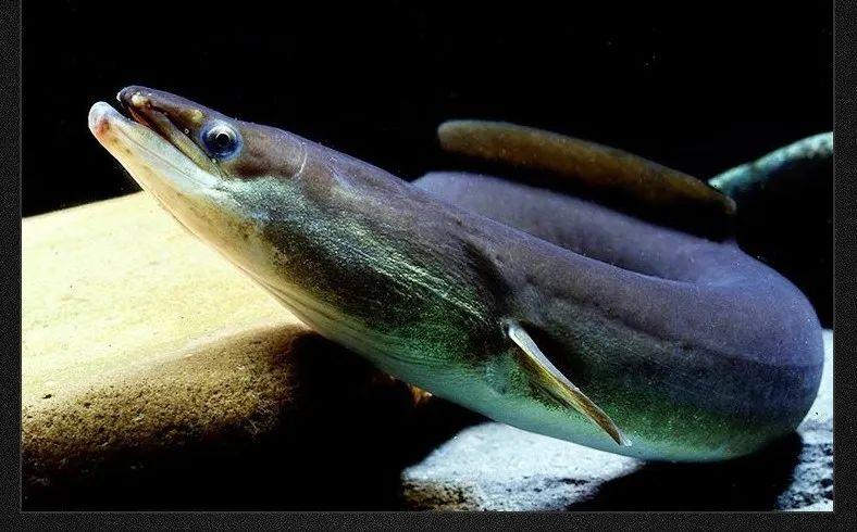 追剧好搭档原味香辣鳗鱼丝399斤包邮送到家