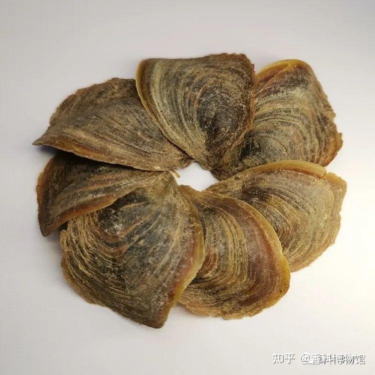 甲香在中国的历史可谓久远,《太平御览》引用东汉杨孚