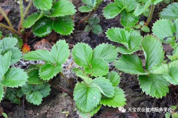 草莓緩苗期到底怎麼管好