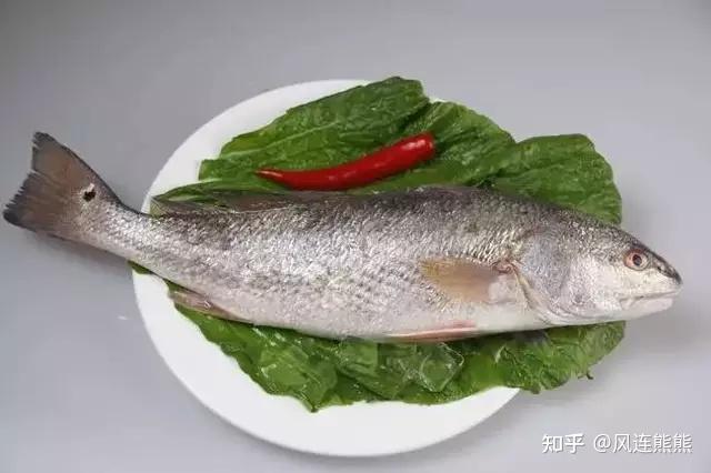 （120）丨美国红鱼 - 知乎