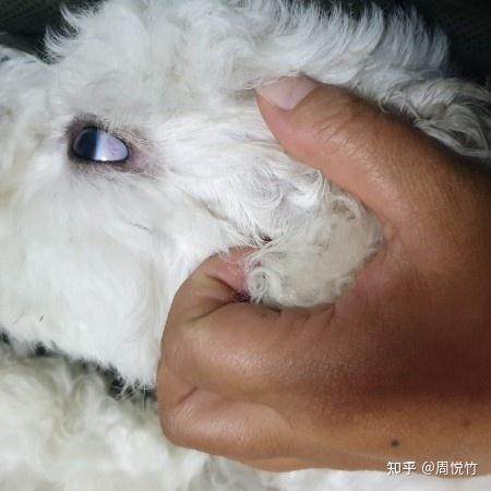 狗狗眼白有血丝正常吗