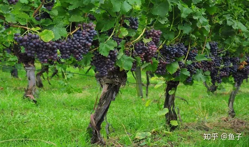 因此,可以去葡萄园寻找比较古老的树桩,一则造型自然,再则树龄较大
