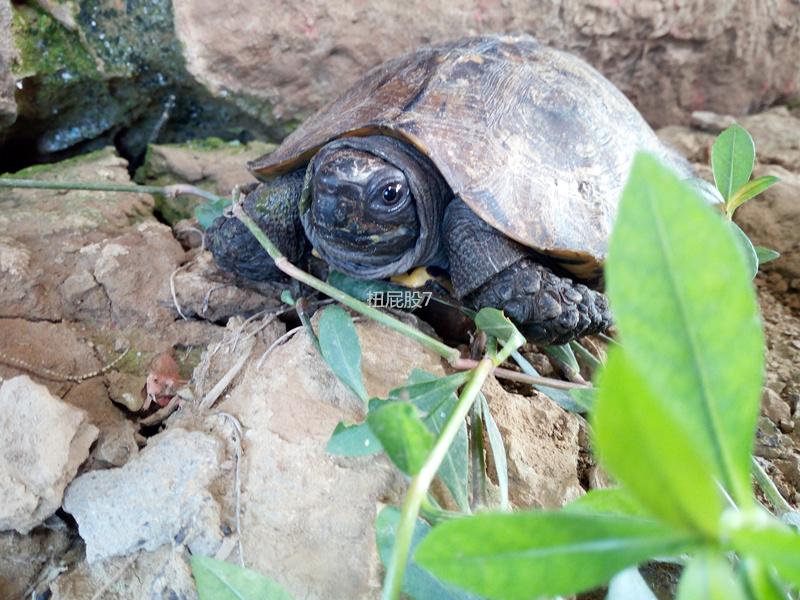 缅甸山龟图片