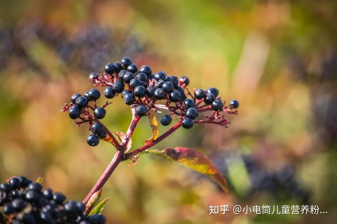 接骨木莓百科图片