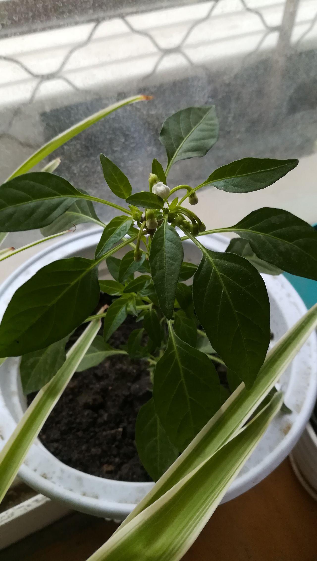 五彩椒种植 - 知乎