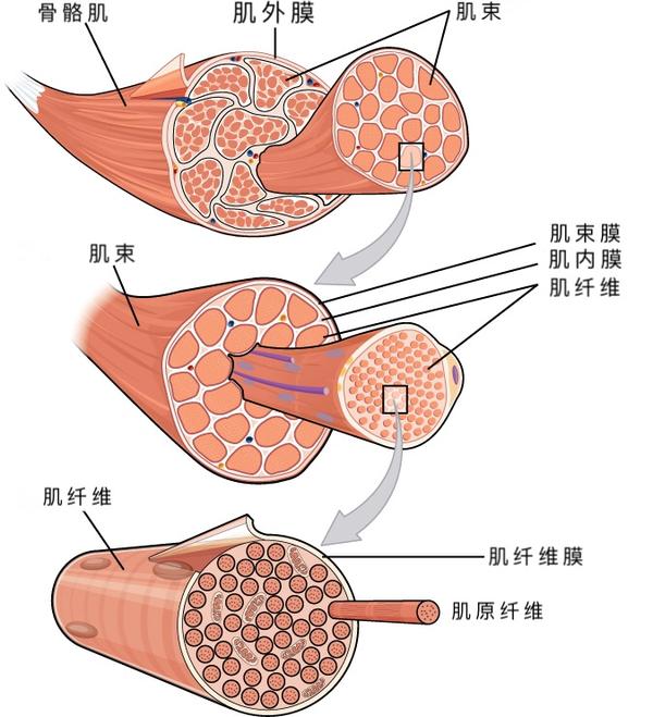 肌肉是如何工作的