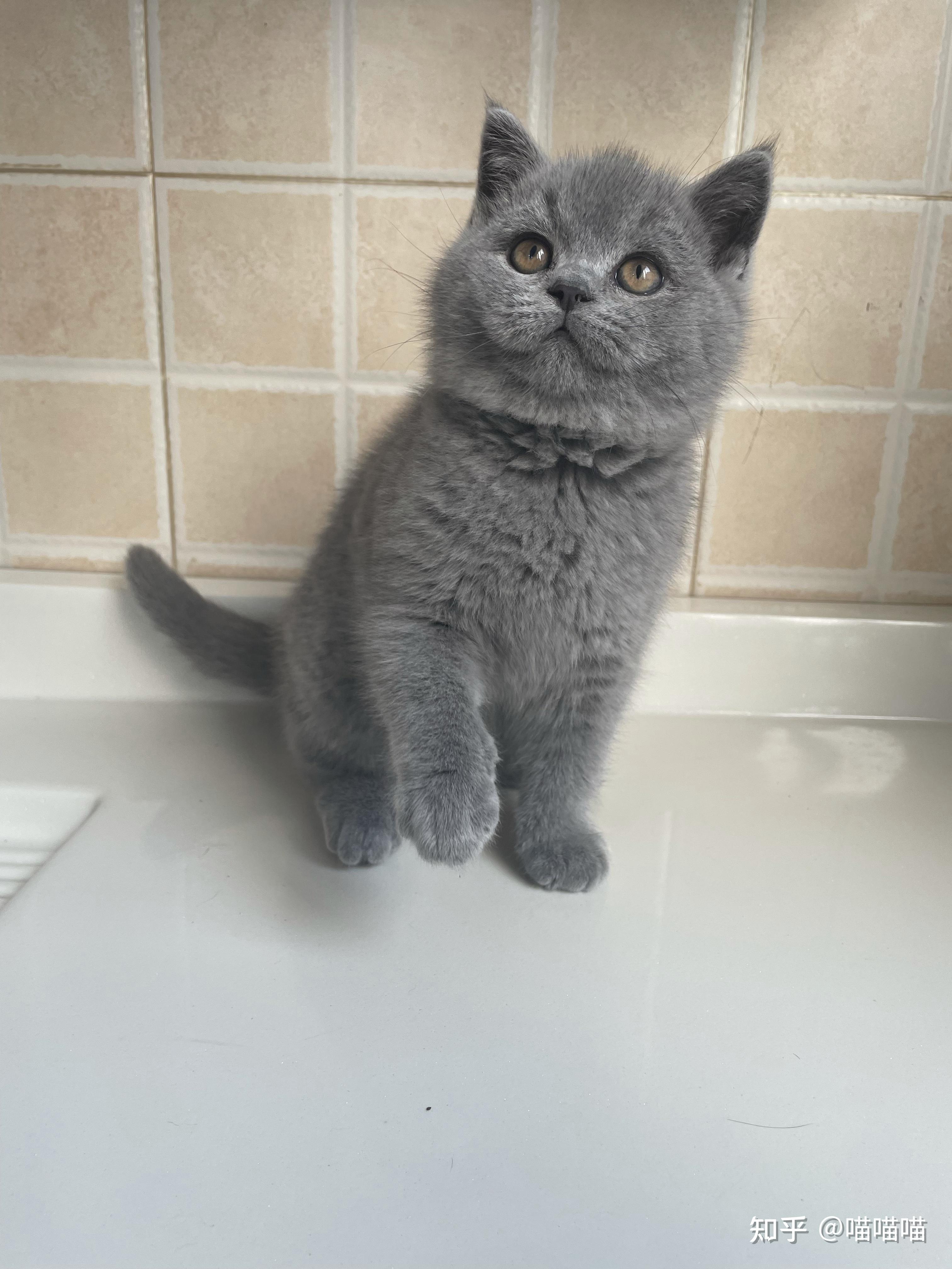 预算3000能买到美短英短吗坐标重庆