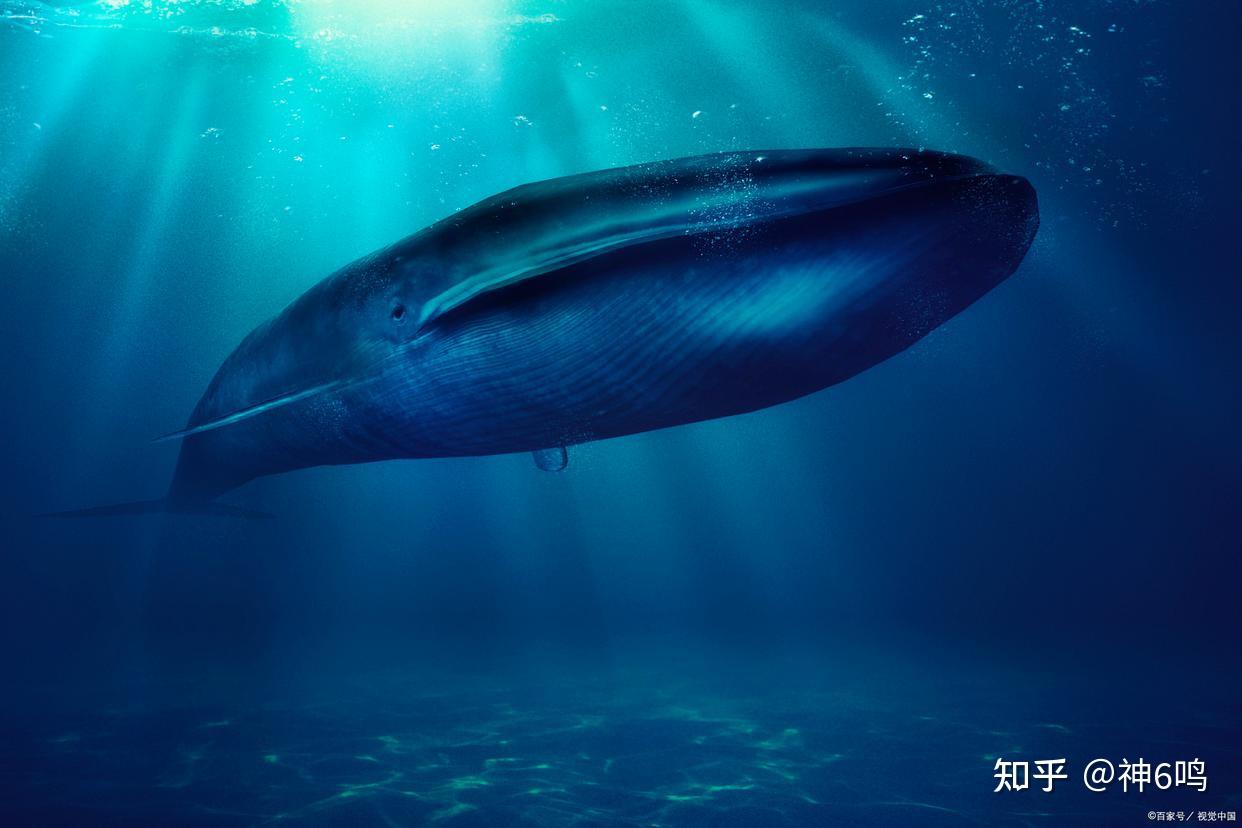 这些动物界中的龙头老大，你能认出几种？ - 知乎