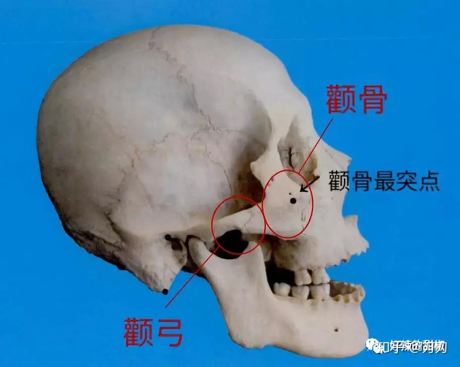 颧骨审美丨优秀的颧骨形状及骨肉比例是怎么长的 - 知乎
