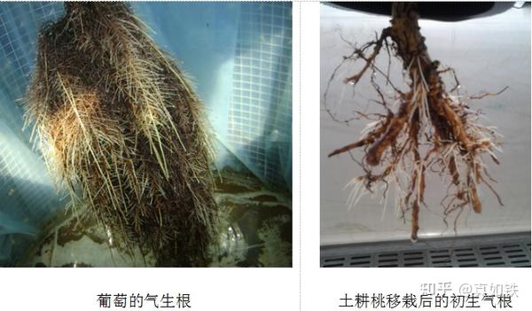 气雾栽培实践(二)——植物气生根的形成 - 知乎