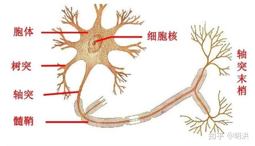 神经退行性疾病图片