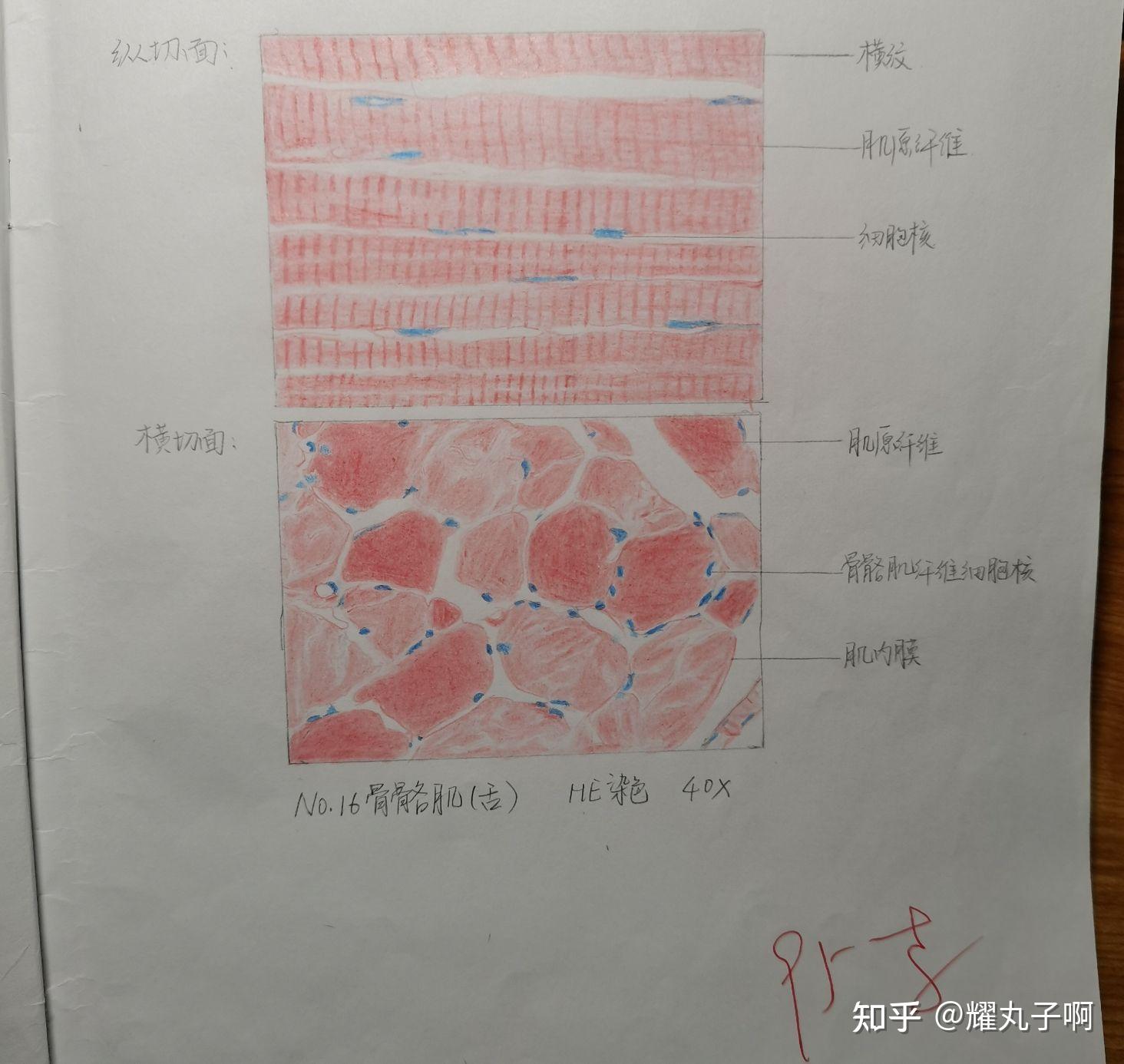 组织学与胚胎学红蓝铅笔绘图册 