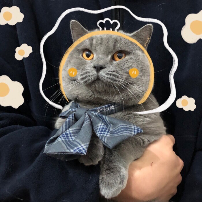 那些可爱的喵喵喵猫猫头像 - 知乎