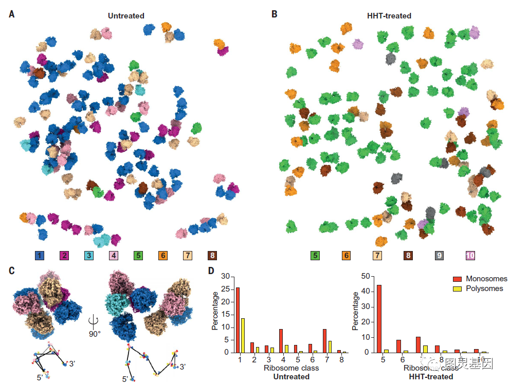 Science | 高分辨可视化细胞翻译动力学揭示癌症药物的作用 - 知乎