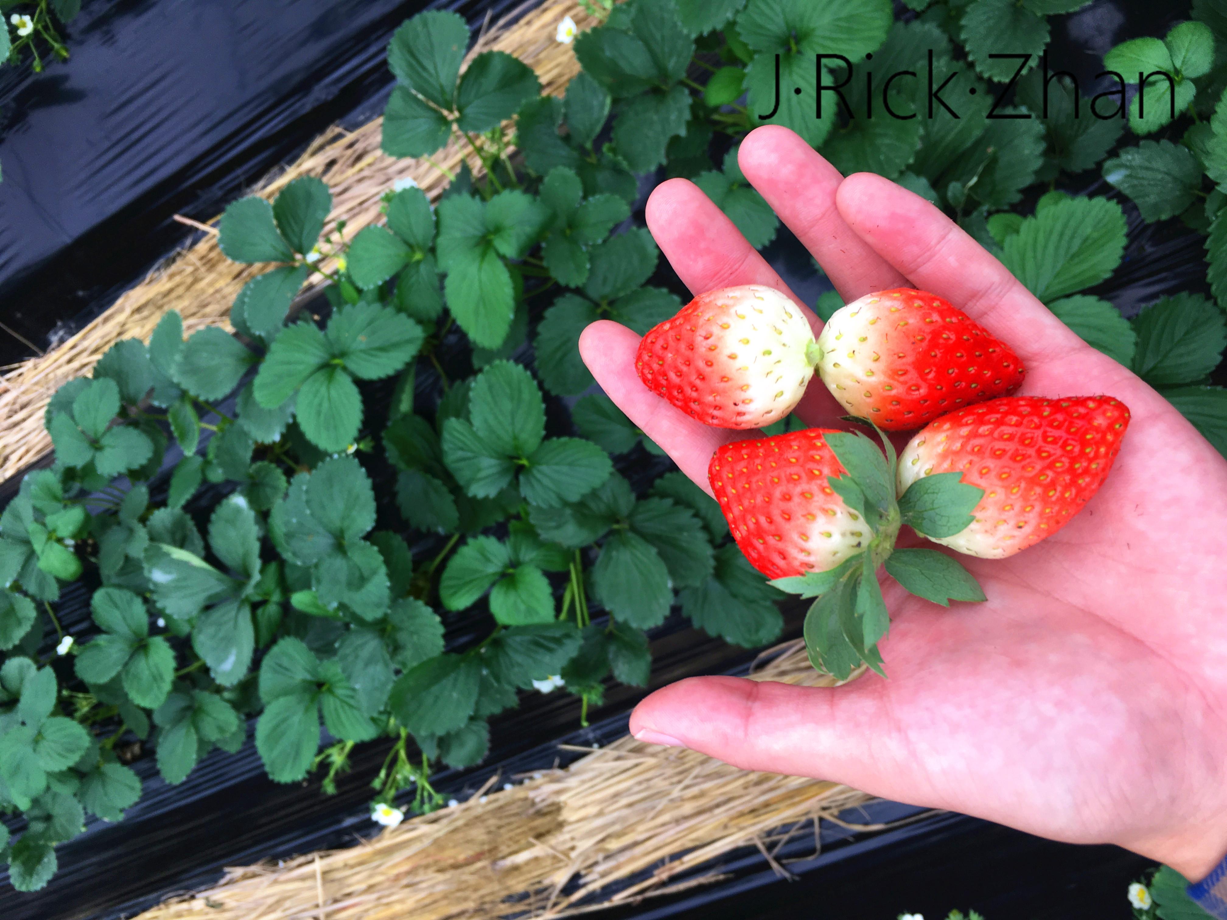 记者探访窝棚创业者马伟 讲述农大高材生种草莓故事-新闻中心-荆州新闻网