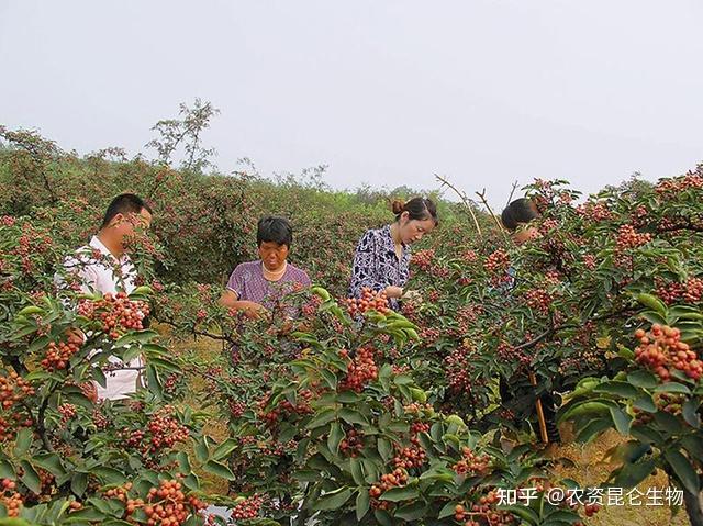 花椒根腐病能治好吗烂根病用什么预防花椒软腐烂根病用根小子灌根