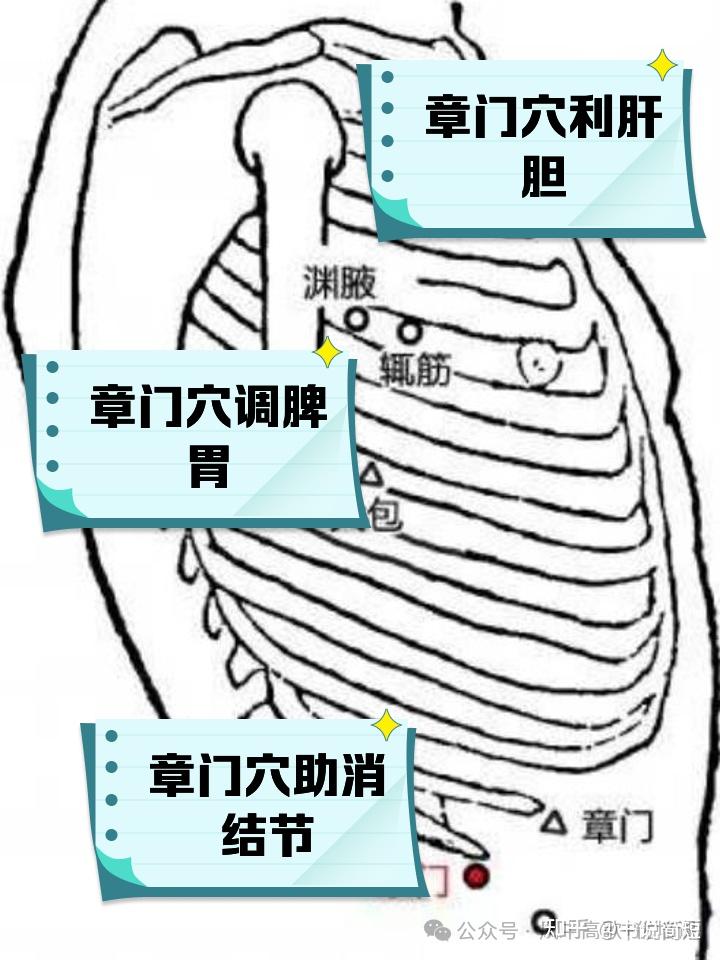 身体自带的“健脾丸”、“五脏滋补丸”和“消胀药”--章门穴 - 知乎