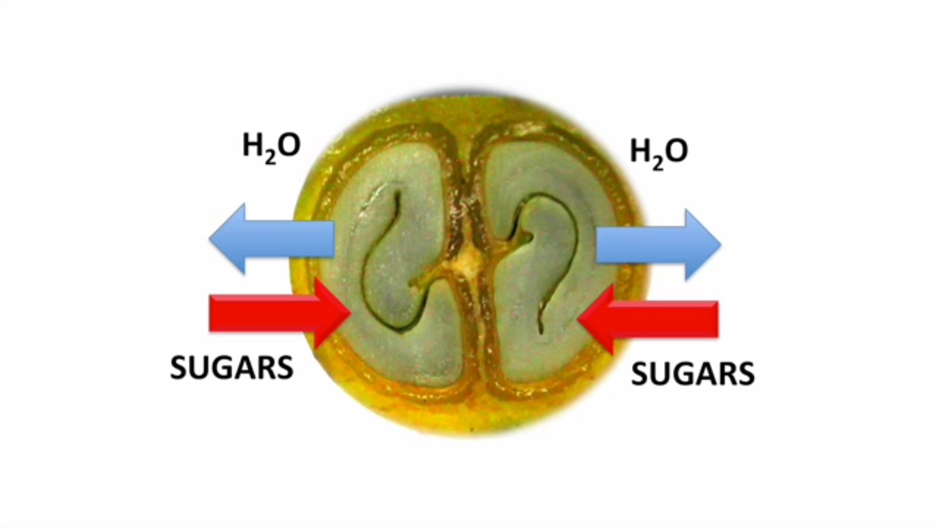 我们有必要知道,不同的基因类型代表着不同的种植环境,意思就是说,不