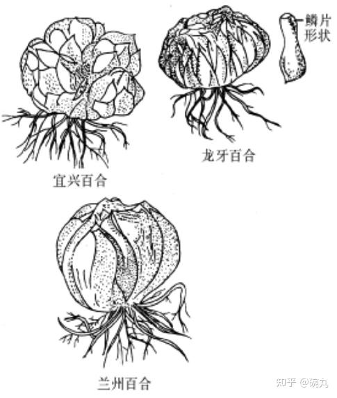 百合根吃了一万年西芹百合后你不想知道百合的另外99种做法吗