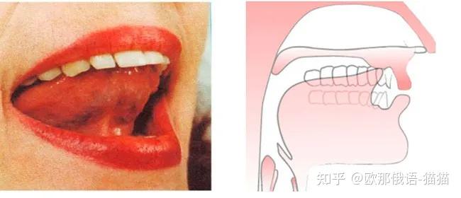 舌顶上颚效果图图片