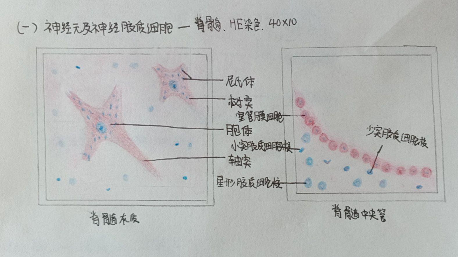 组胚实验报告(画图) - 知乎